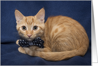 Orange and White Striped Tabby Kitten with Blue Bowtie Thinking of you card