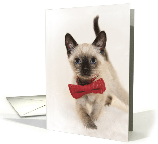 Chocolate Point Siamese kitten walking with Red bowtie... (1543116)