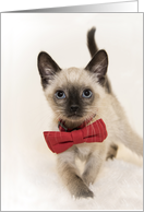 Chocolate Point Siamese kitten walking with Red bowtie blue eyes Hello card