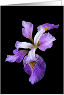 Get Well Flower Royal Purple Beauty Giant Iris in the Garden card