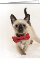 Merry Christmas Chocolate Point Siamese kitten walking with Red bowtie card