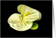 Anthurium Yellow Lily Floral Garden Blank Note Card Any Occasion card