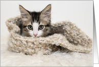 Kitten curled up in a knitted bowl Blank note card any occasion card