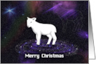 Merry Christmas White Lamb card