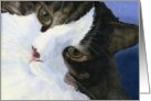 Pretty Calico Cat Note Card