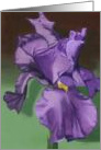 Purple Iris Note Card