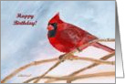 Winter Red Cardinal General Birthday card