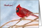 Winter Red Cardinal Thank You card