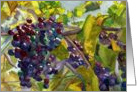 Vineyard grapevines close-up watercolor painting blank note card