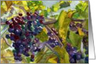 Vineyard grapevines close-up watercolor painting Engagement card