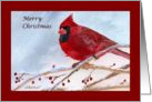 Cardinal Snow Scene Christmas Holiday card