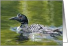 Beautiful Swimming Loon on the Lake For Dad Father’s Day card