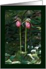 Pink Lady Slipper Flowers in the Woods Happy Anniversary card