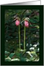 Pink Lady Slipper Flowers in the Woods all occasion blank note card