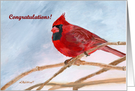 Winter Red Cardinal...