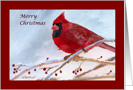 Cardinal Snow Scene Christmas Holiday card