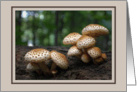 Welcome to the Club/Group/Team -- Mushrooms in Forest card