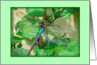 Happy Summer Birthday For Her -- Colourful Dragonfly on Rose of Sharon card