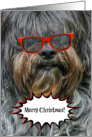 Merry Christmas -- Sheep Dog -- Humour -- Red Sunglasses card