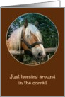 Horsing Around - From Horse’s Mouth - Happy Birthday card