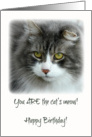 Happy Birthday Cat’s Meow Gray & White Cat card