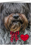 Happy Valentine’s Day -- Sheepdog with Red Bow and Heart card