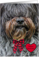Birthday for Loved One -- Sheepdog -- Red Bow and Heart card