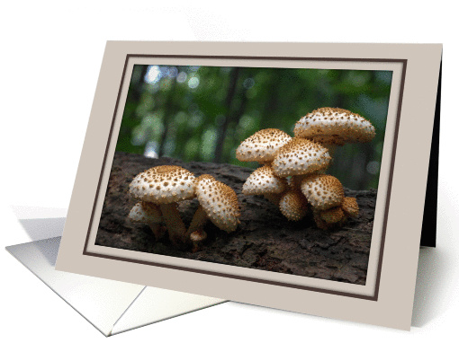 Welcome to the Club/Group/Team -- Mushrooms in Forest card (1257144)