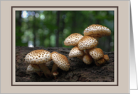 Welcome to the Club/Group/Team -- Mushrooms in Forest card