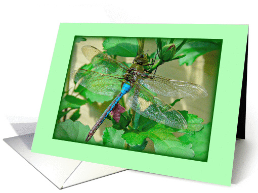 Happy Summer Birthday For Her -- Colourful Dragonfly on... (1281930)