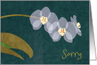 White Orchids Note of Apology card