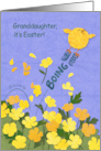 Spring Chick for Easter Wishes to Granddaughter card