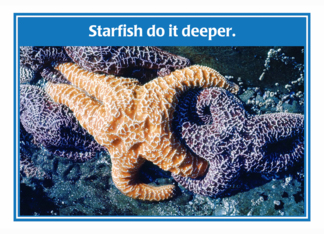 Starfish Do It...