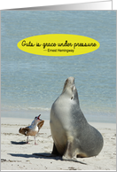 Sea Lion Seagull Guts Grace Under Pressure Funny Birthday Card