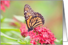 Butterfly on flower Inspirational card