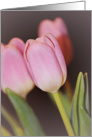 Pink Tulips Thinking of You card