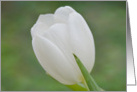 White Tulip Sympathy card