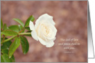 White Rose Sympathy card