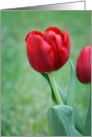 Red Tulip Mother’s Day card