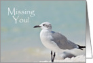 Missing You Seagull on Beach card