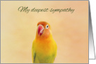Lovebird Loss of Bird Sympathy card