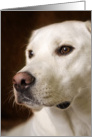 Labrador Retriever Loss of Pet Sympathy card