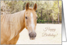 Daughter Horse Birthday Card