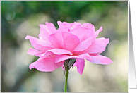 Pink Rose Thank You card