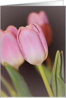 Pink Tulips Thinking of You card