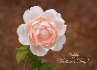 Rose Mother's Day