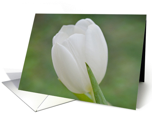 White Tulip Sympathy card (1276106)