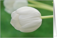 White Tulip Sympathy