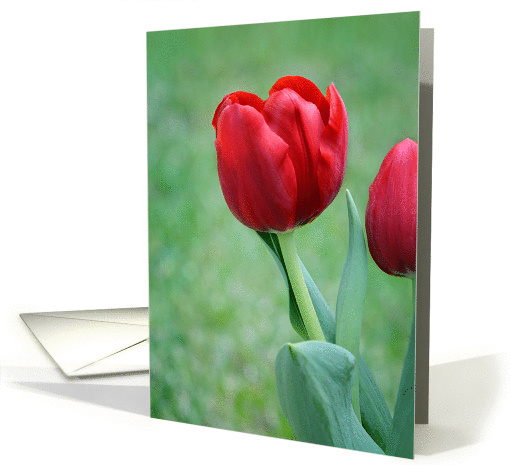 Red Tulip Mother's Day card (1276154)
