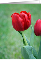 Red Tulip Mother's...